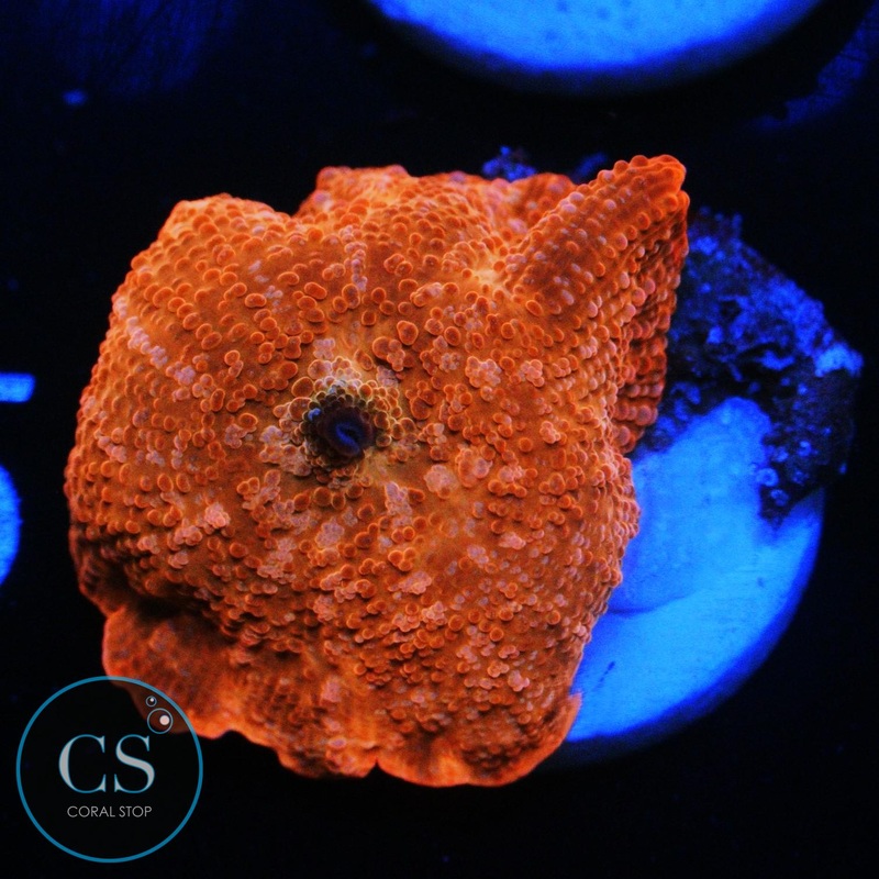 ORANGE SPOT DISCO MUSHROOM