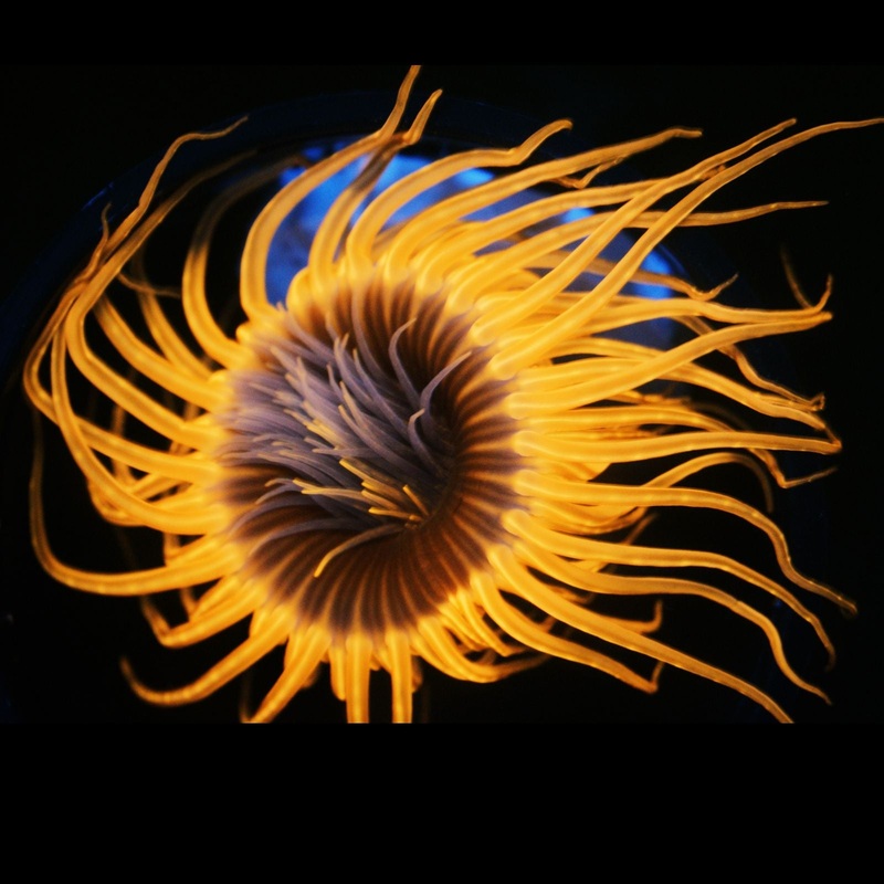 ORANGE TUBE ANEMONE - SUPER SALE
