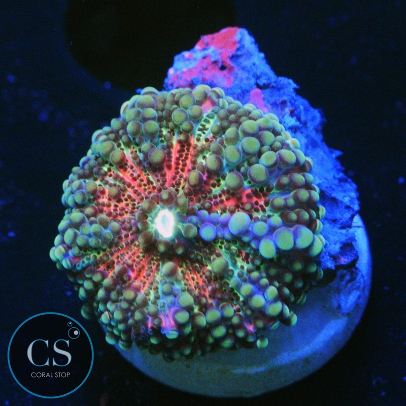 PINK YUMA MUSHROOM