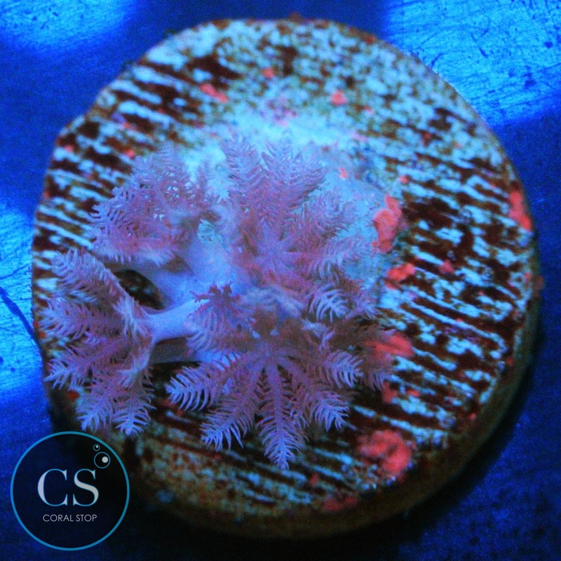 PULSING XENIA