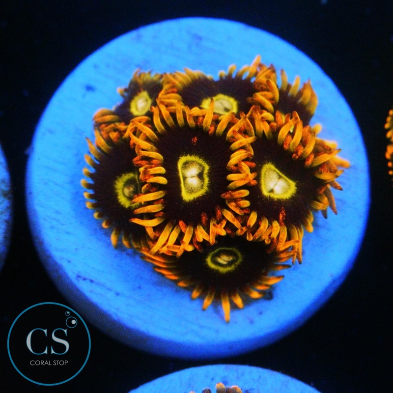 RAINBOW HORNET ZOA