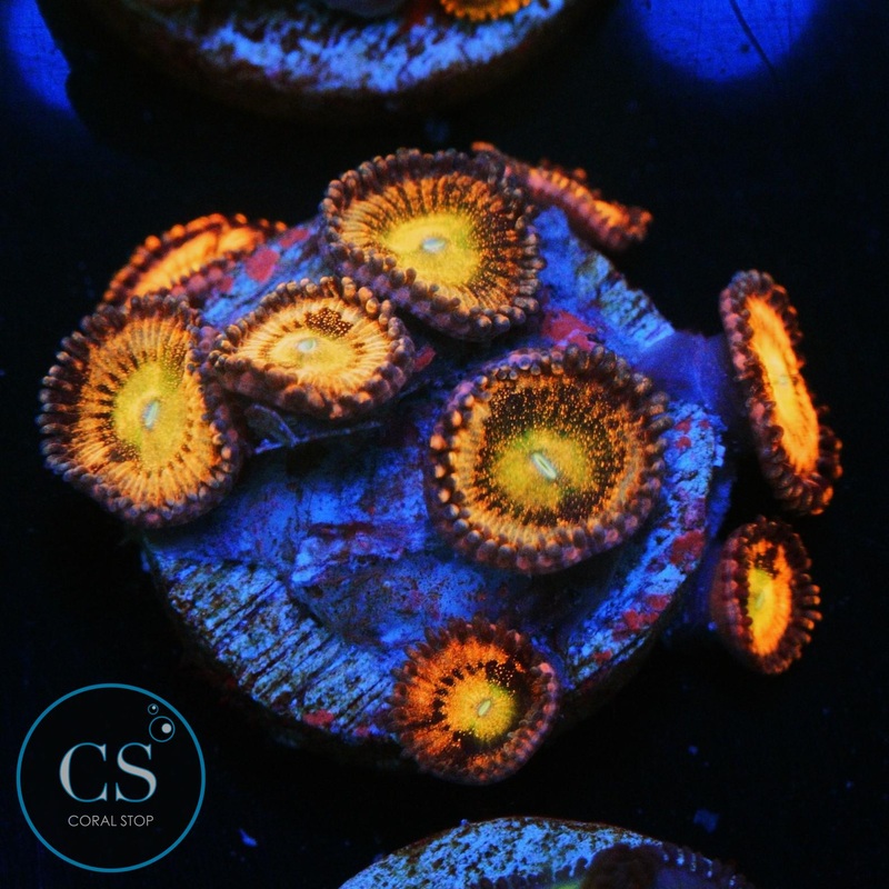 RAINBOW SAKURA ZOA