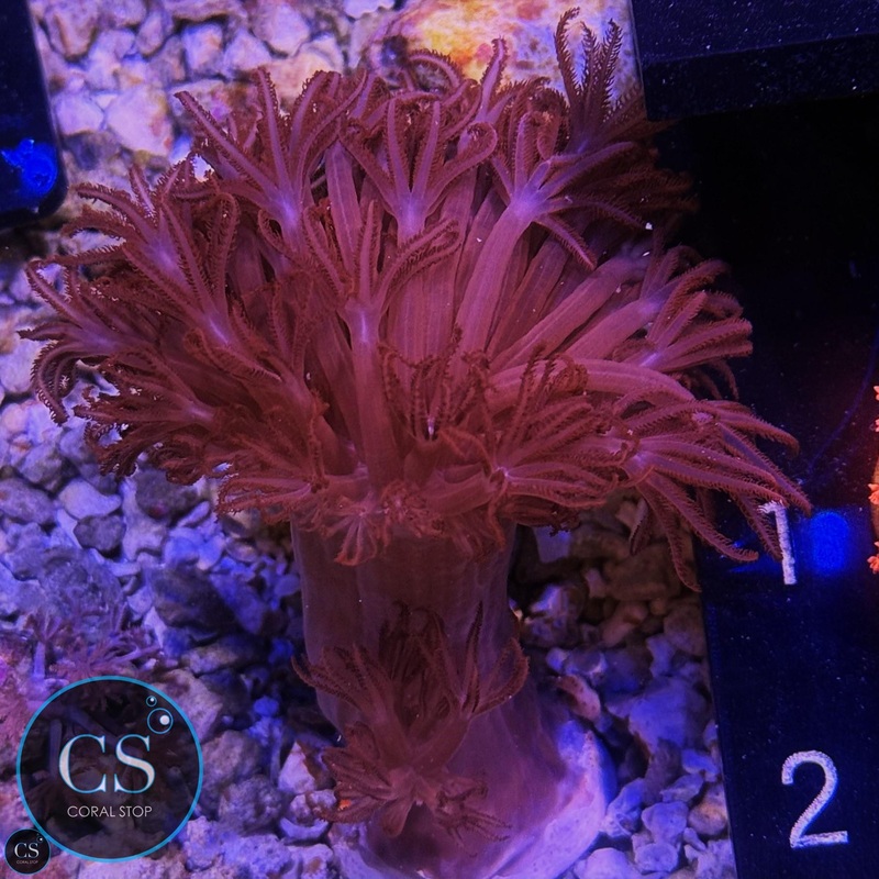 RARE XL RED PULSING XENIA