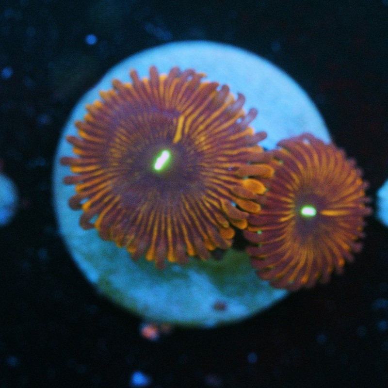RED "PEOPLE EATERS" ZOA