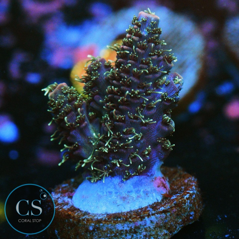 SBB MANGO BERRY MILLIPORA