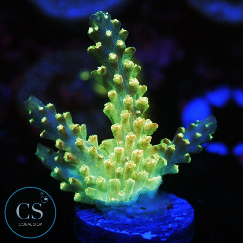 SBB YELLOW FEVER ACRO
