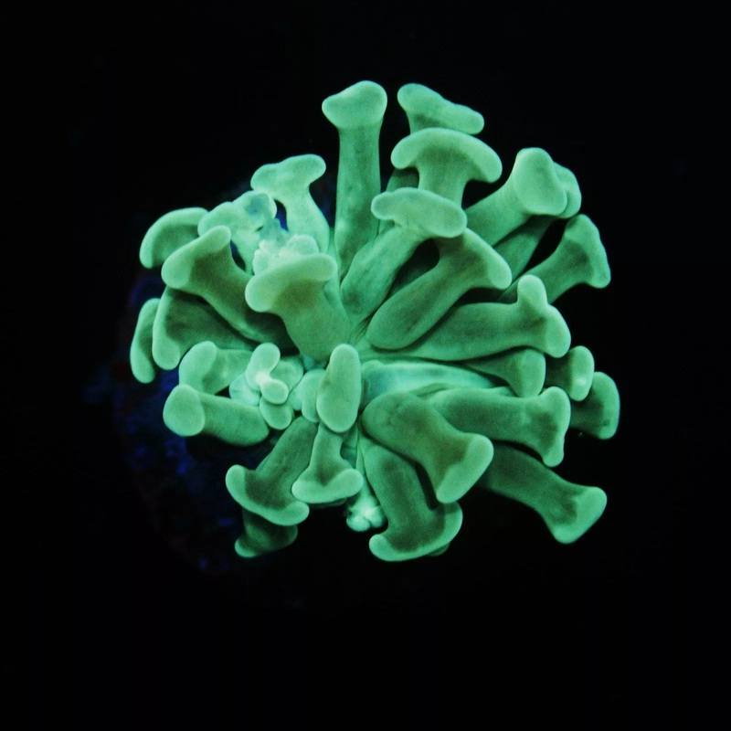 SHAMROCK HAMMER - SUPER SALE