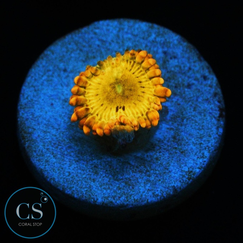 SIMPSONS DONUT ZOA