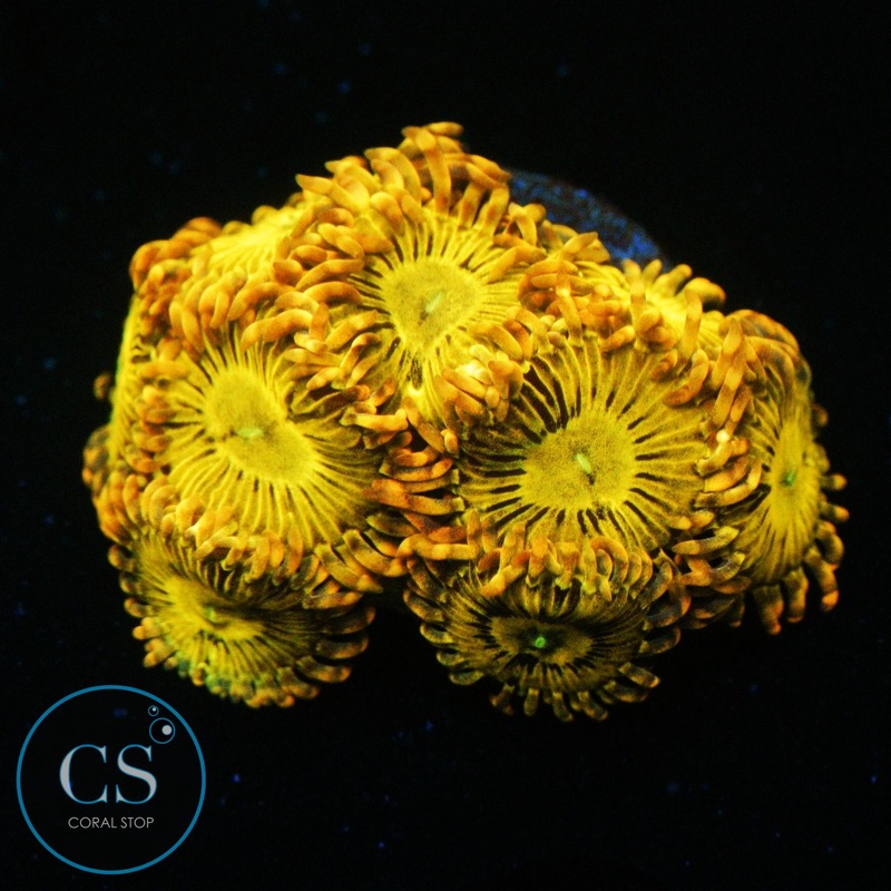 SIMPSONS DONUTS ZOA COLONY
