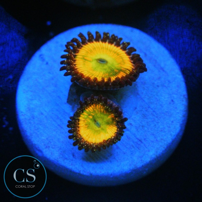 SUNNY DELIGHT ZOA
