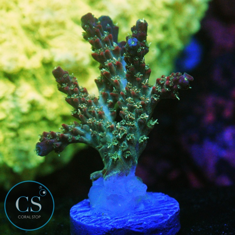 TCK PINK BEAR ACRO