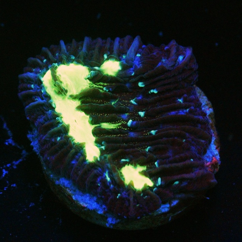 TOXIC DIASERIS PLATE