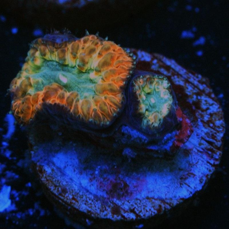 TRICOLOR BLASTO