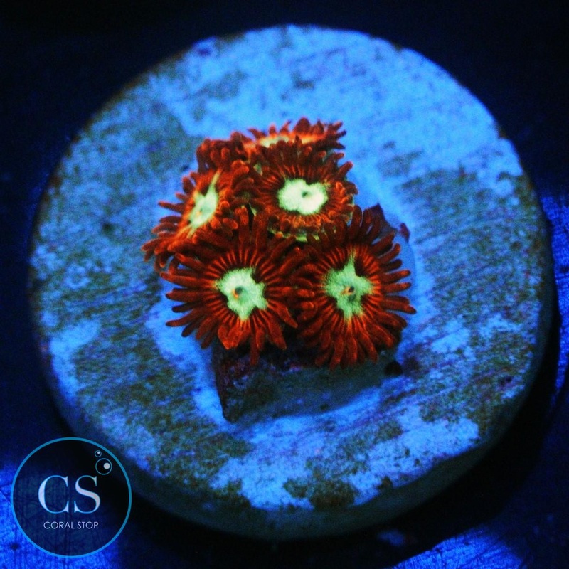UC HOTSHOTS ZOA