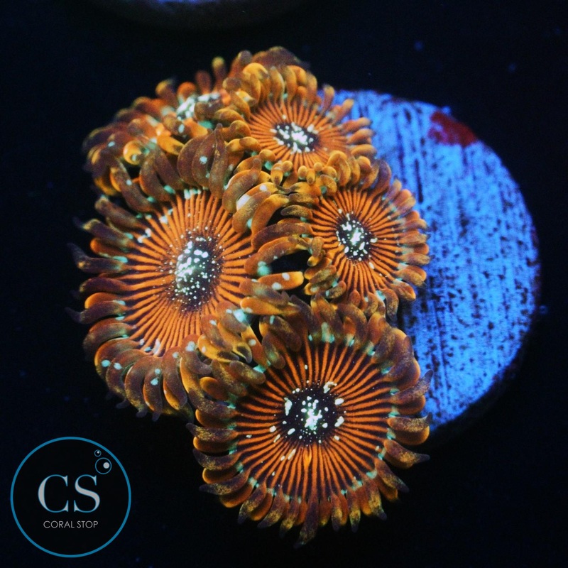 ULTIMATE MAGICIANS ZOA