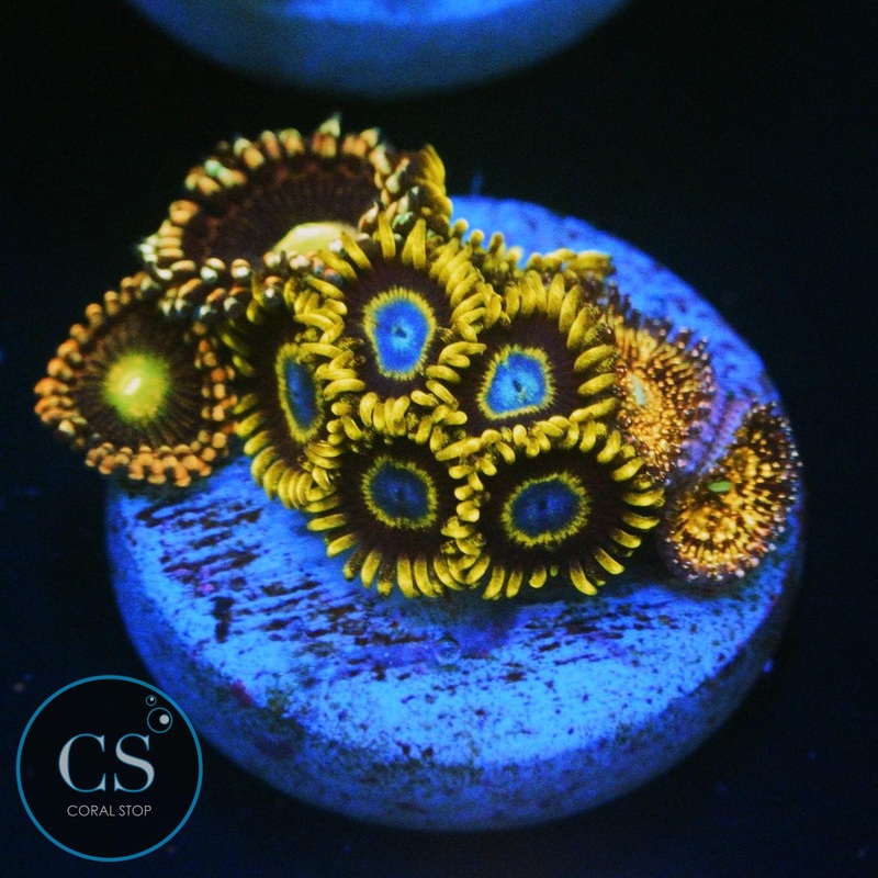 ULTRA COMBO ZOA