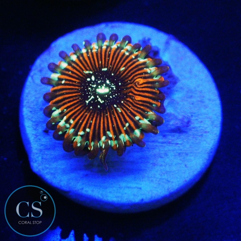 ULTRA MAGICIAN ZOA