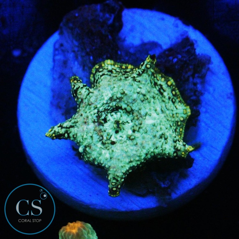 URANIUM GAS MUSHROOM