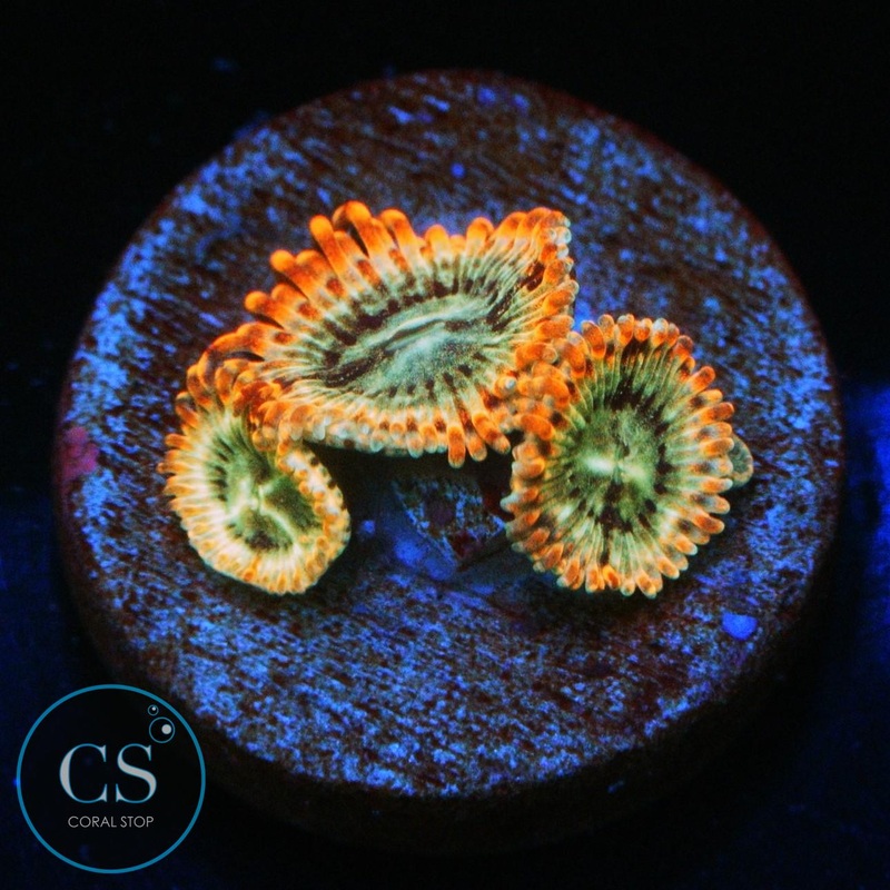 UTTER PEACE ZOA