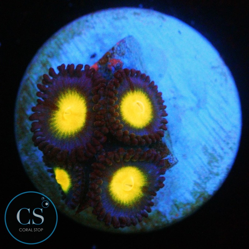 WWC AOI ZOA