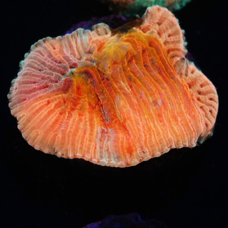 WWC DIABLO RAINBOW DIASERIS PLATE