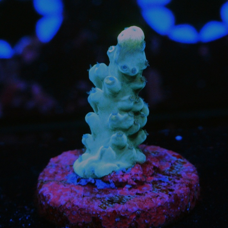 WWC YELLOW TIP ACRO