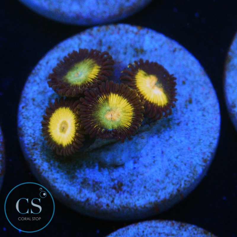 YELLOW BELLIES ZOA