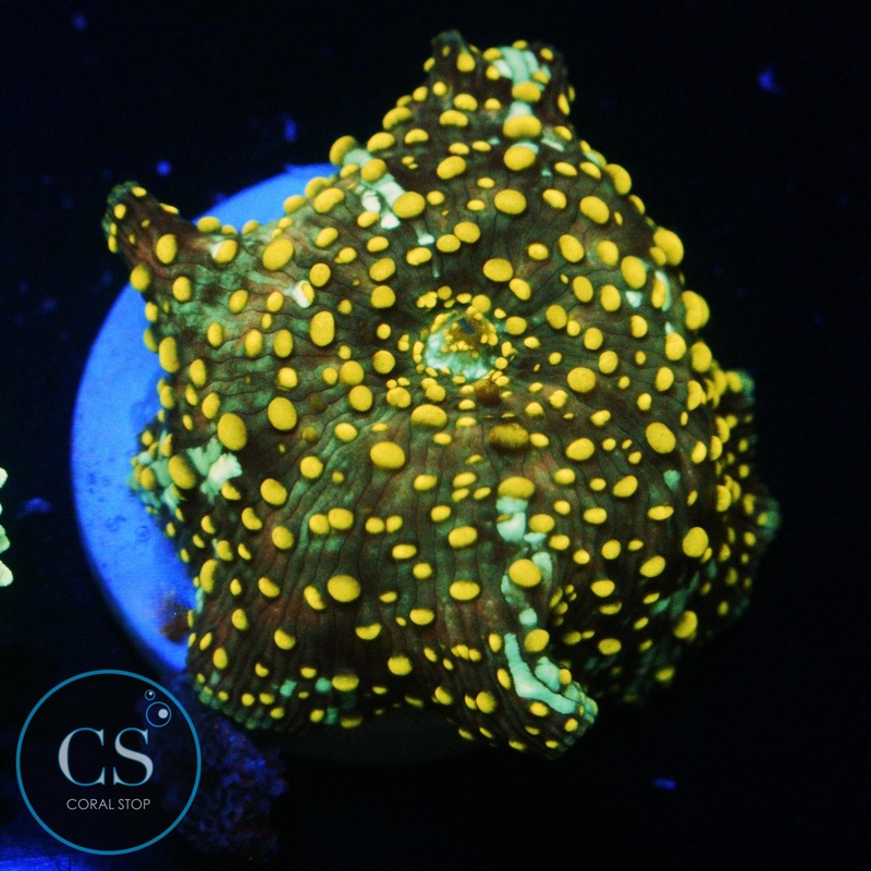 YELLOW SPOTTED DISCO MUSHROOM