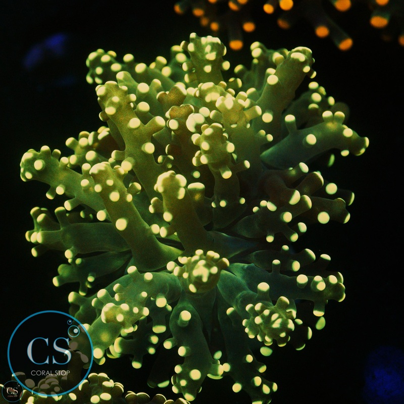YELLOWISH YAEYAMAENSIS