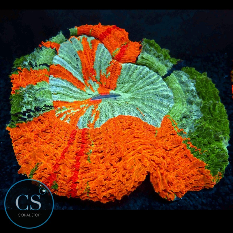 6"+ RAINBOW MASTER ACANTHOPHYLIA