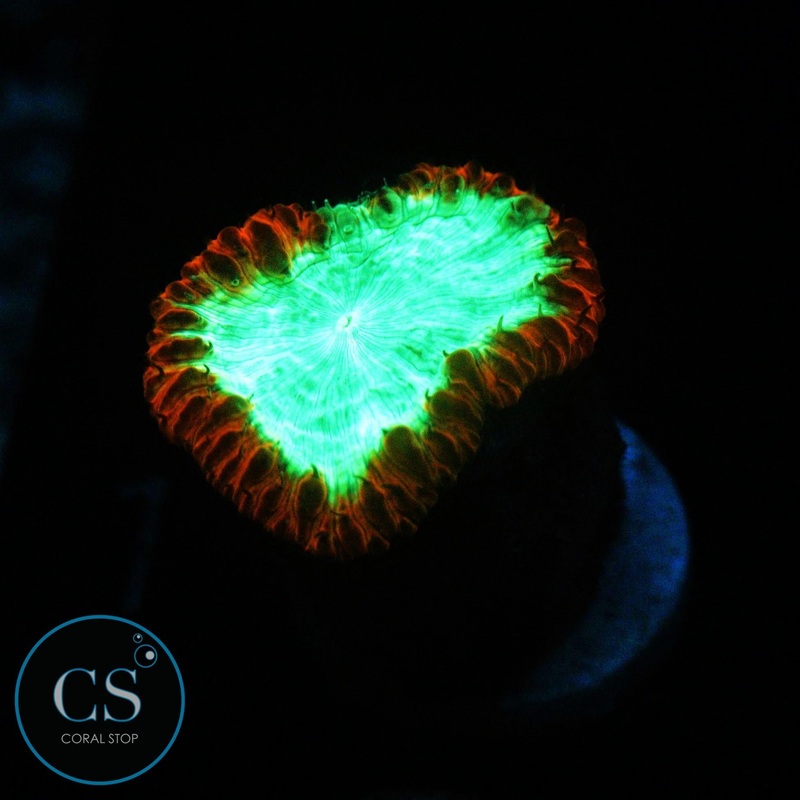 BRIGHT GREEN BLASTO