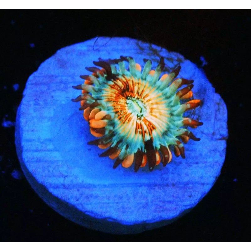 CB WHITE ZOMBIES ZOA - SUPER SALE