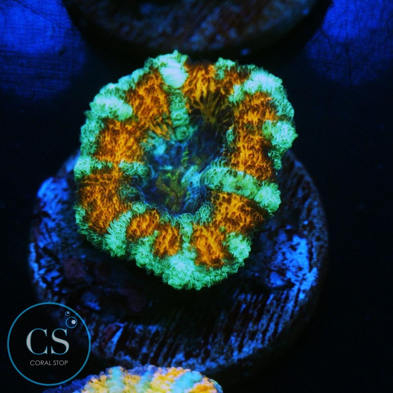 DEMON DUNGEON ASIAN ACAN