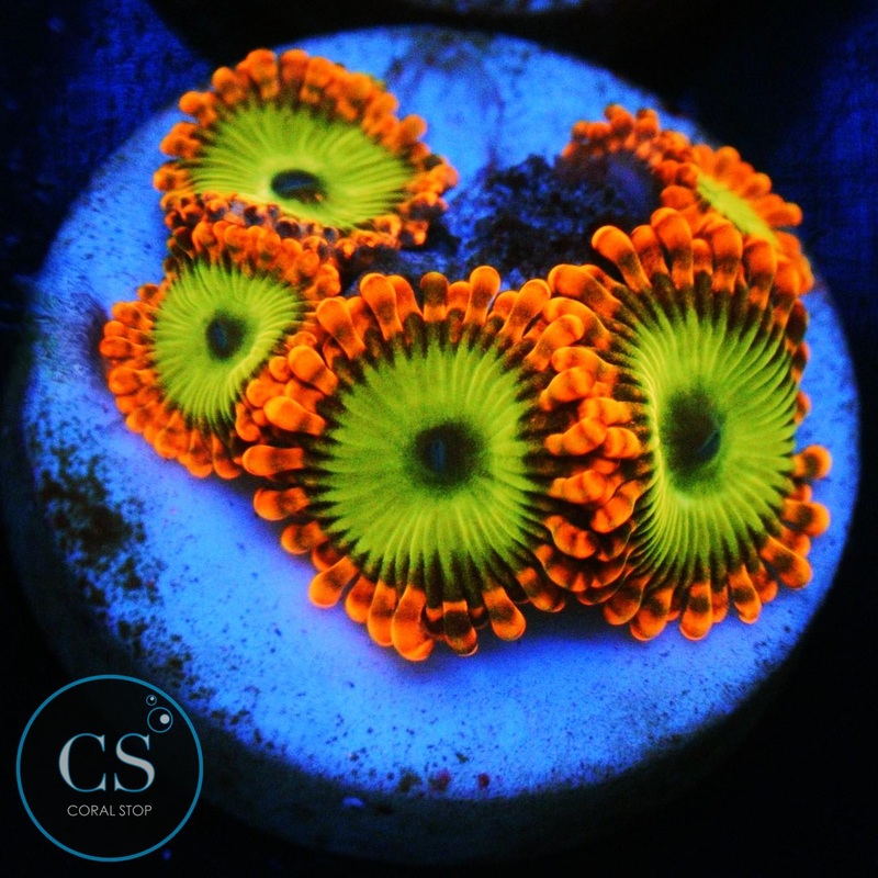 ELECTRIC OOMPA LOOMPA ZOA