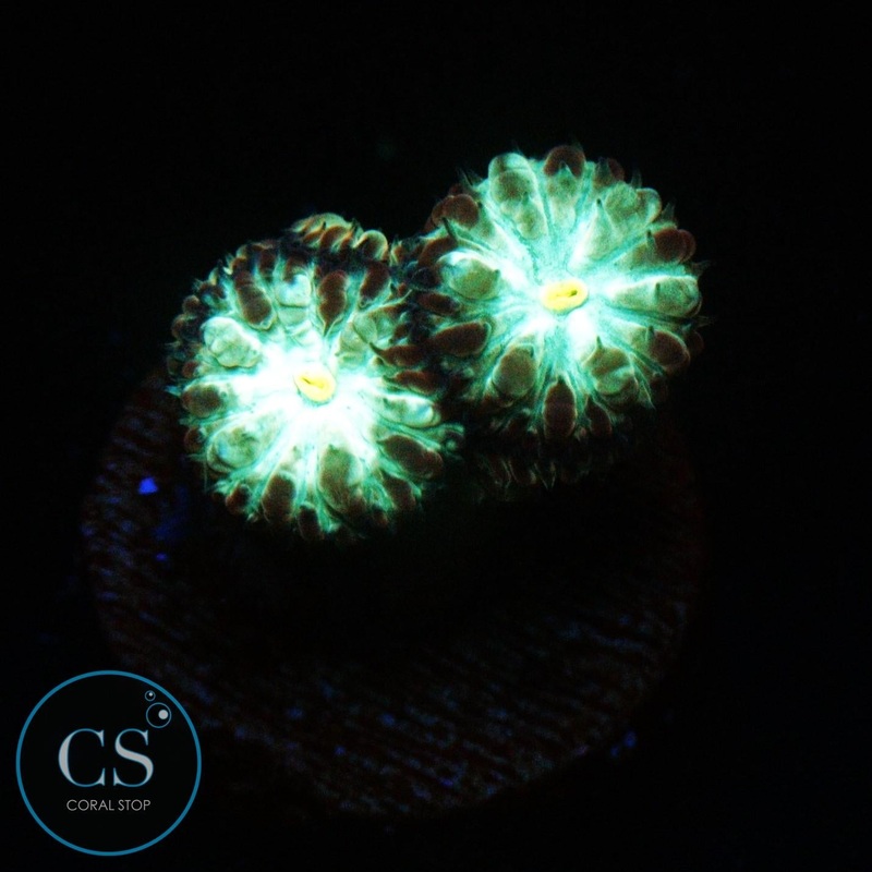 EMERALD BLASTO MERLETTI