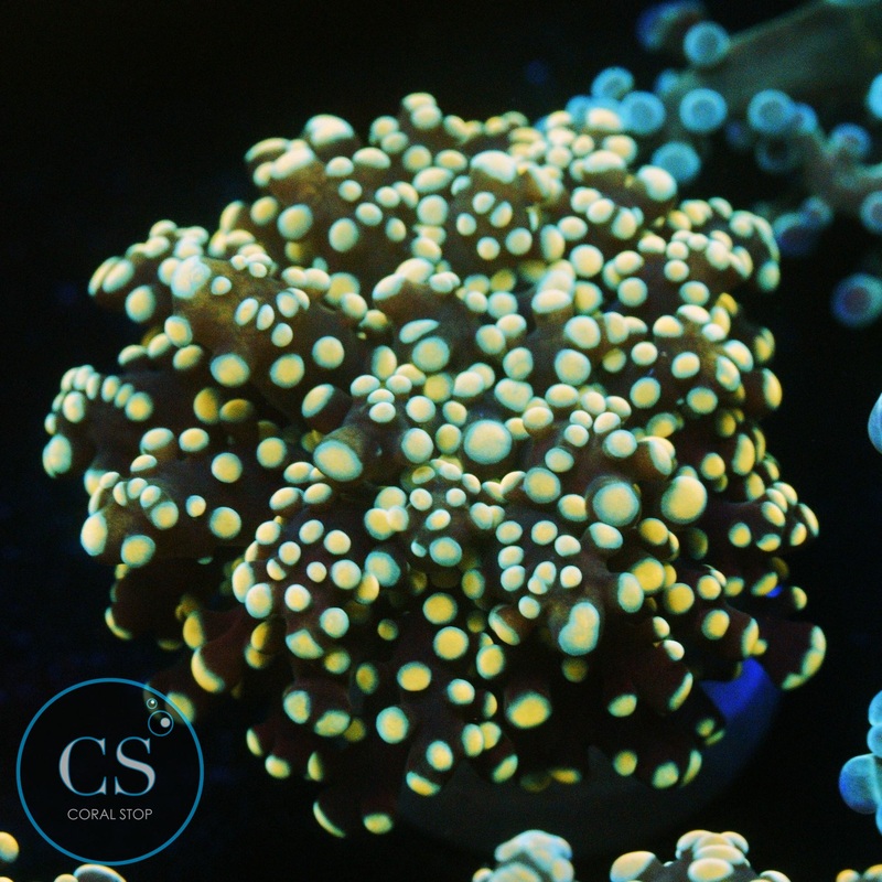 GOLD YAEYAMAENSIS