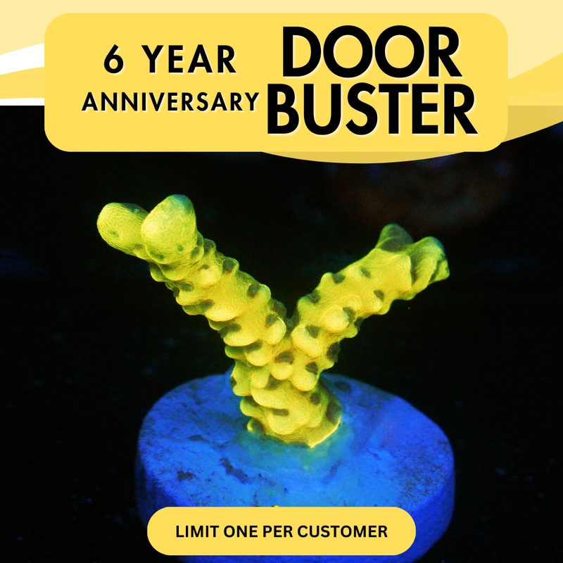 GOLDENROD ANACROPORA - SUPER SALE