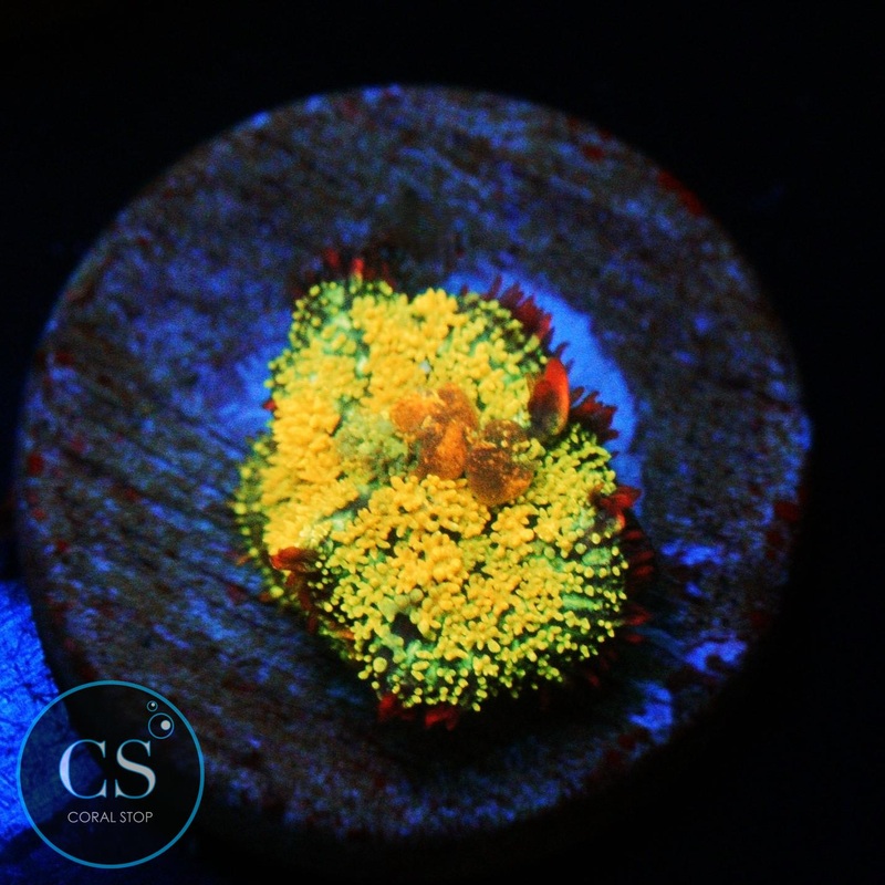 GONZO GOLD DRAGON BOUNCE MUSHROOM