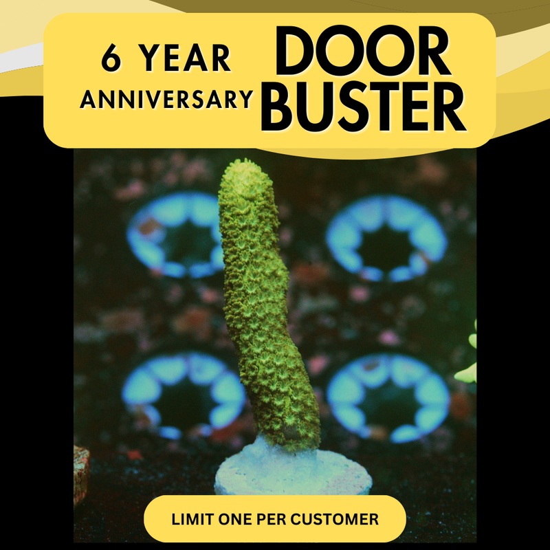 GREEN GREMLIN DIGITATA - SUPER SALE