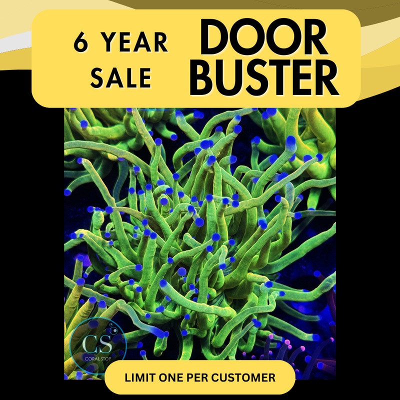 HOLY GRAIL GOLD TORCH - SUPER SALE