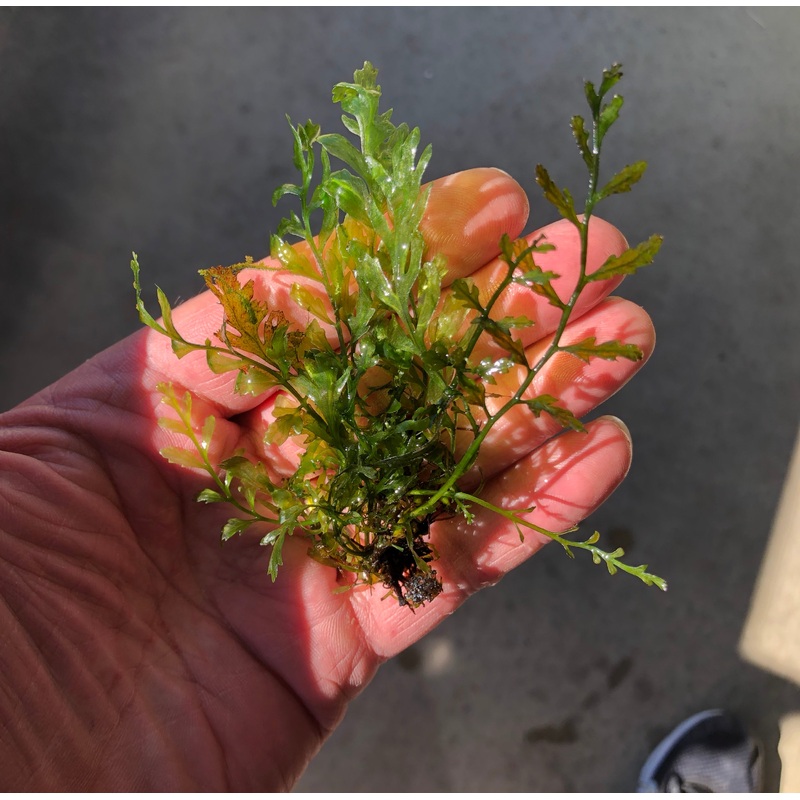 Live  Bolbitis fern per clump