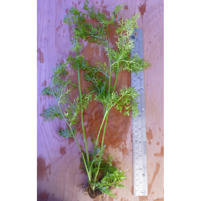 Live  Lace Fern  plant