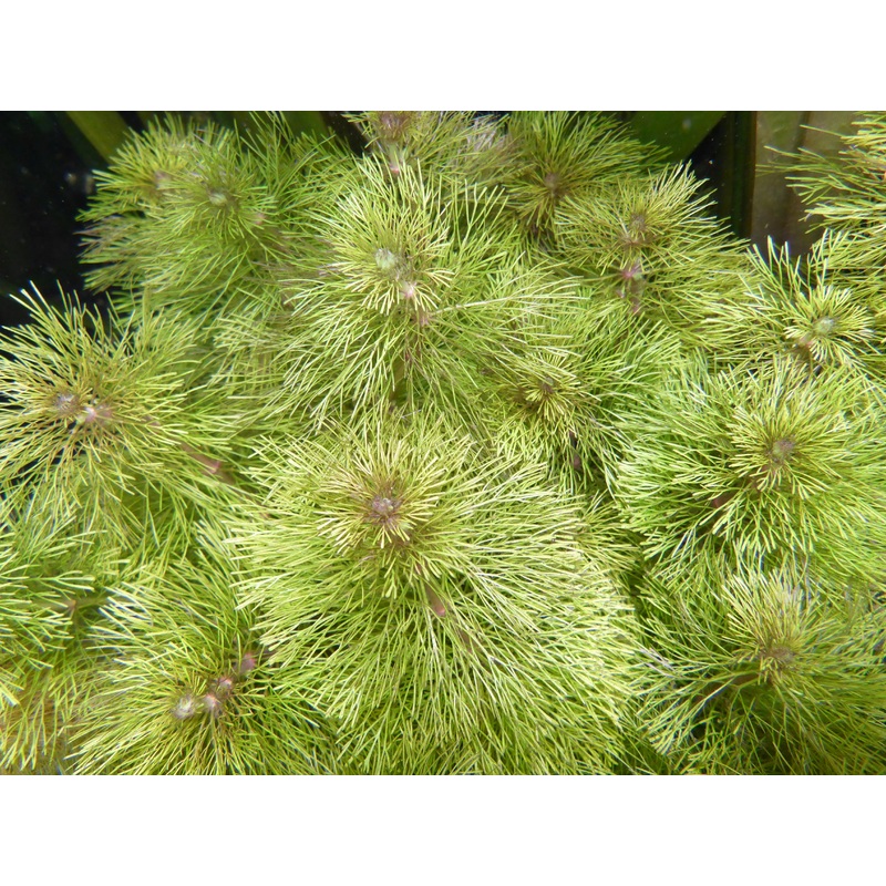 Live Plant Ambulia bunch