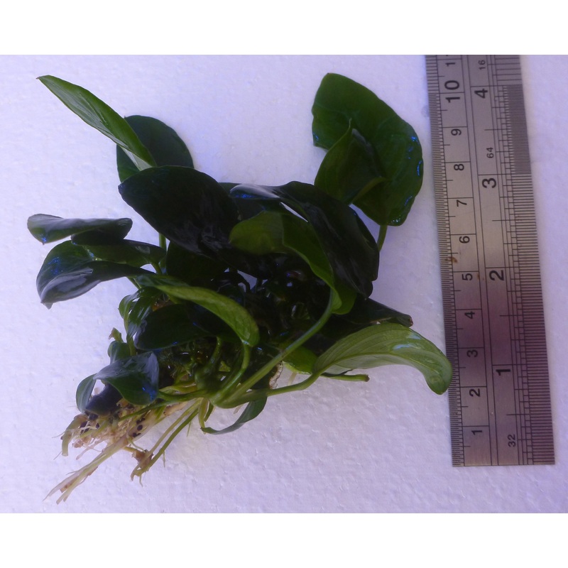 Live plant Anubias  nana