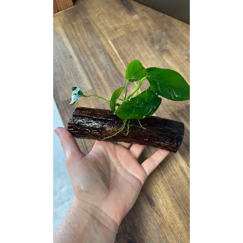 Live Plant Assorted Anubias Driftwood Creation SMALL
