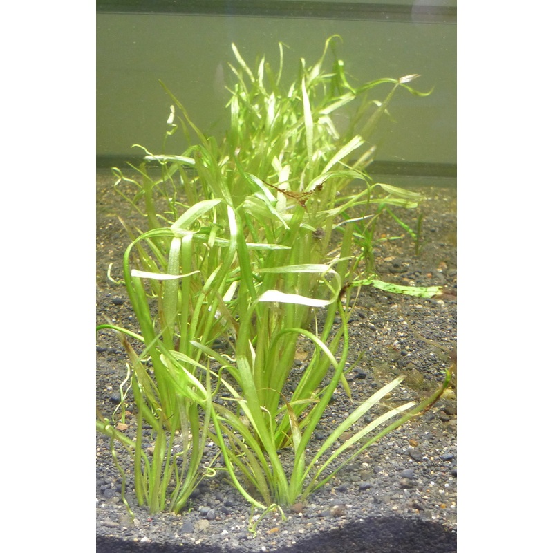 Live Plant Chain sword (Helanthium tenellum)