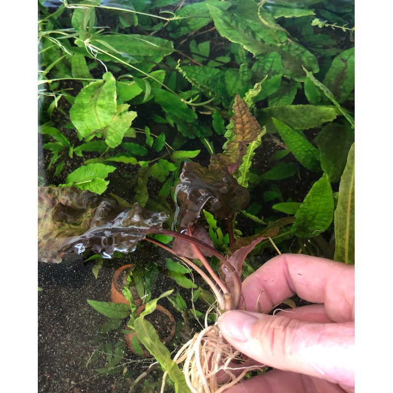 Live Plant Cryptocoryne wendtii 'Red'
