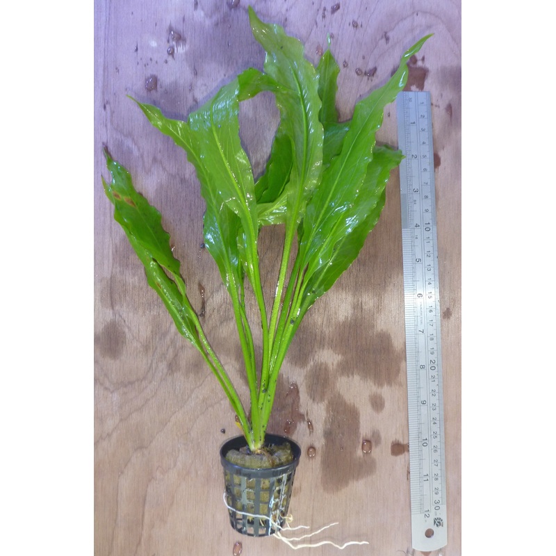 Live plant frilly Amazon Sword