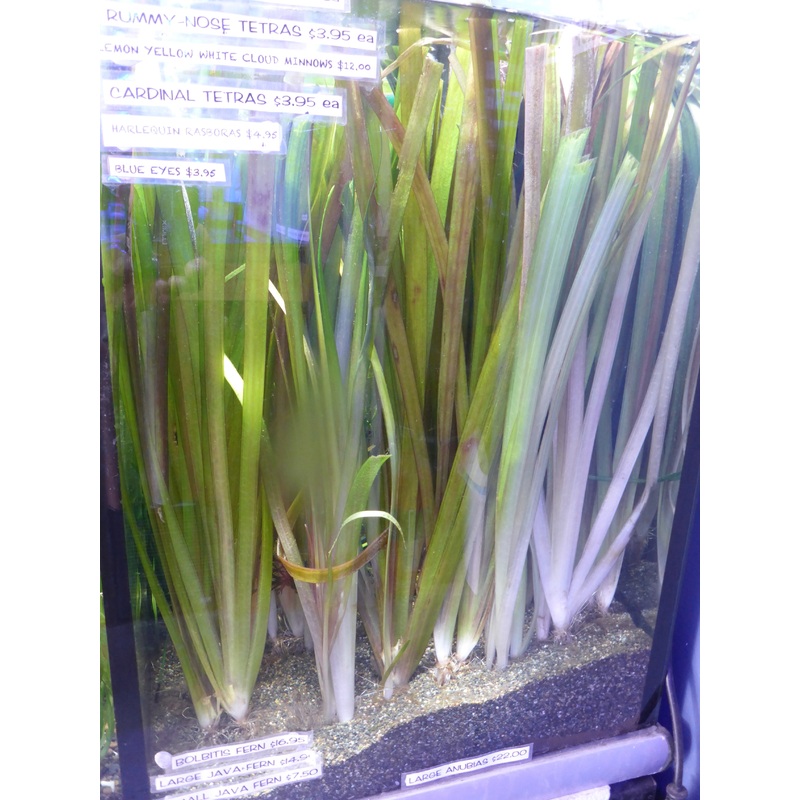 Live Plant Giant Vallisneria Bunch