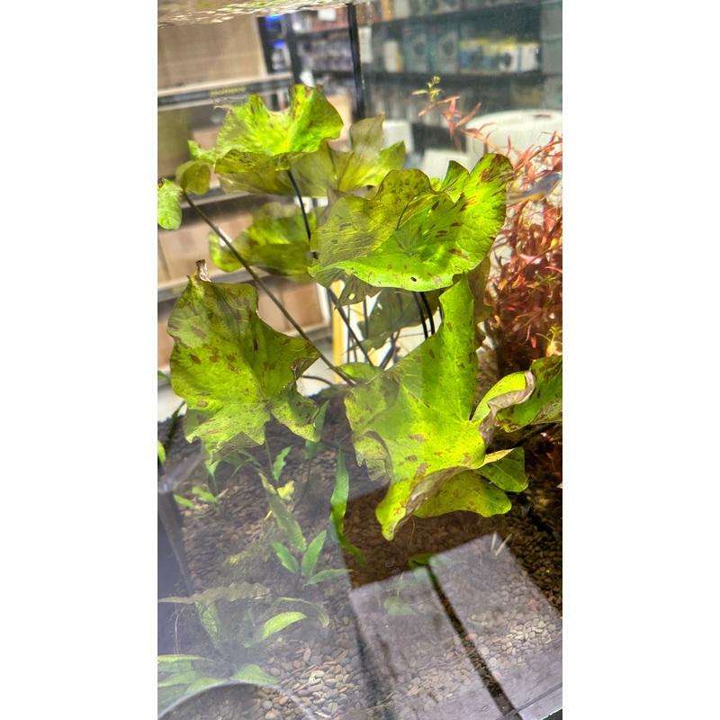 Live Plant Tiger Lotus - Green